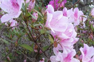 Managing seasonal eye allergies for daily comfort