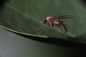 What to do if a mosquito bites your eyelid